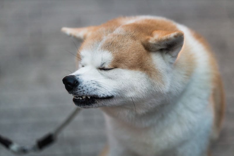 fe
